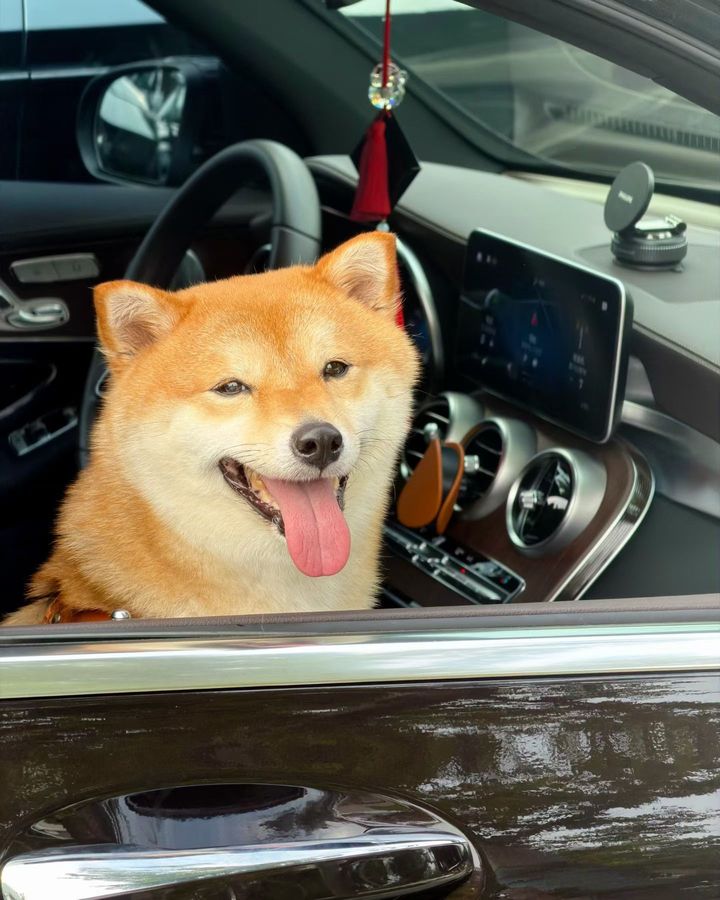 Tuantuan, my dog